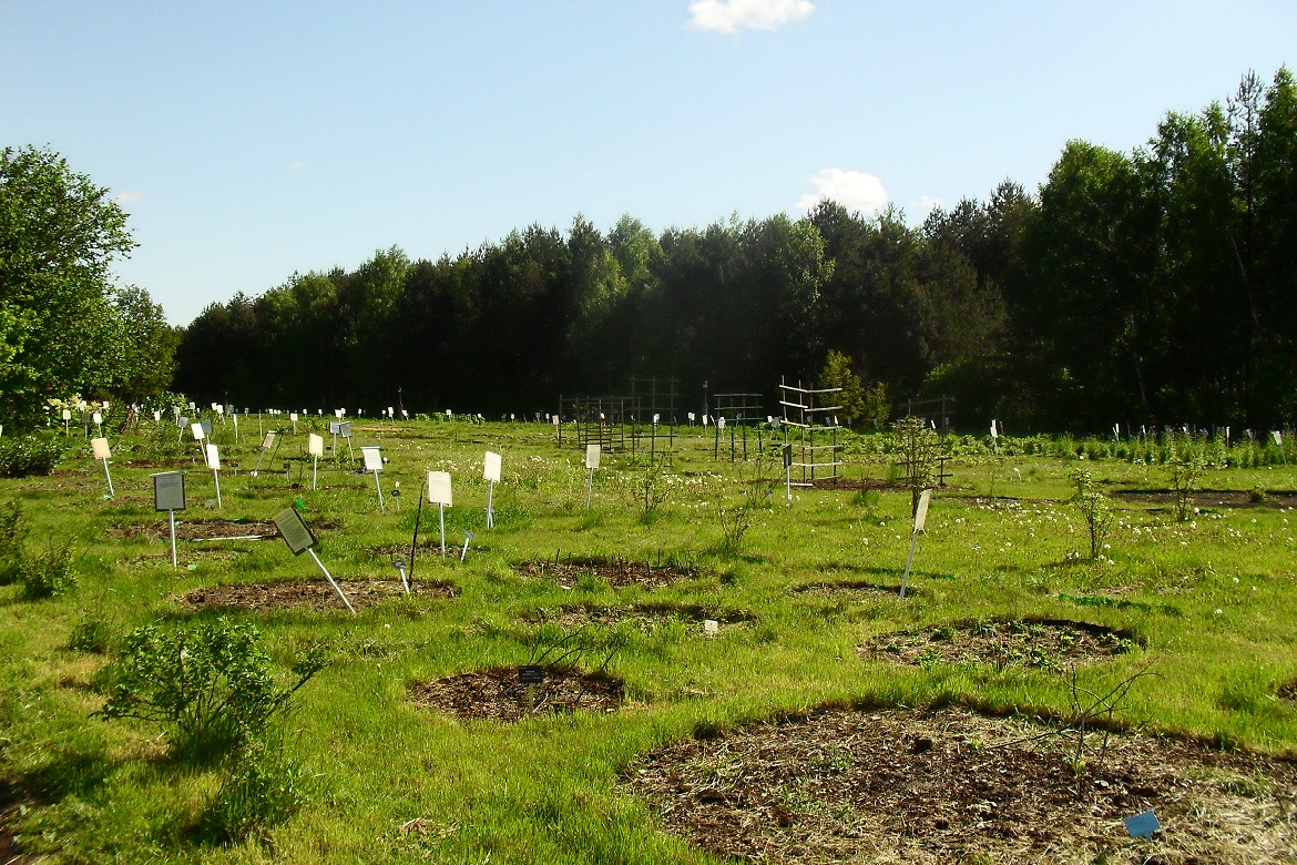 Podlaski Ogród Ziołowy w Korycinach