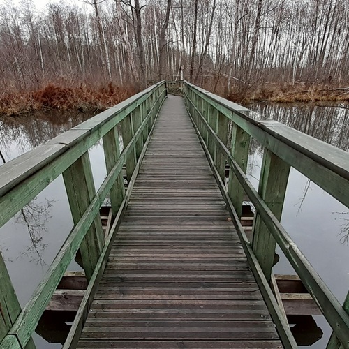 Kładka i mostek w kompleksie torfowisk niskich na Mazowszu w rezerwacie przyrody Bagno Całowanie