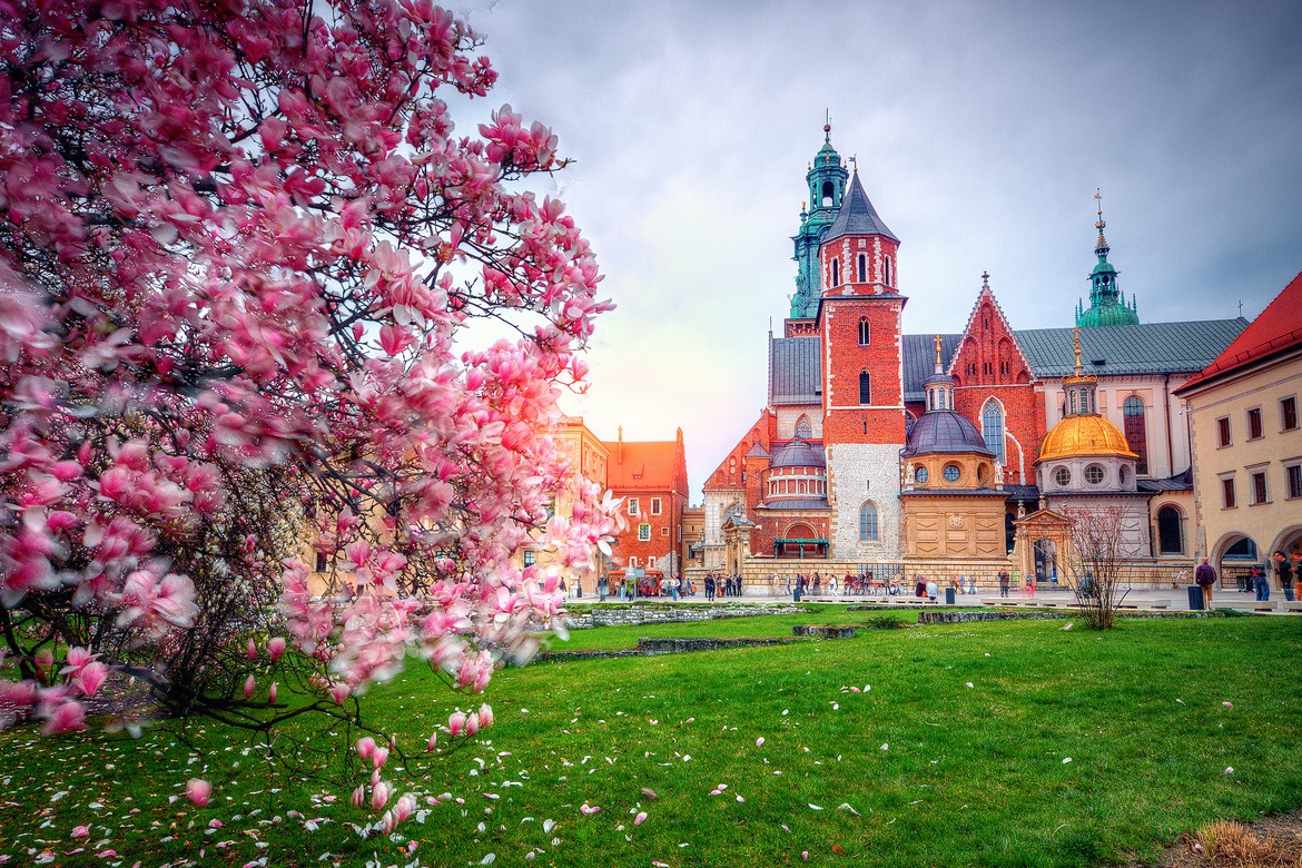 Kraków, Wawel, wiosna, magnolie