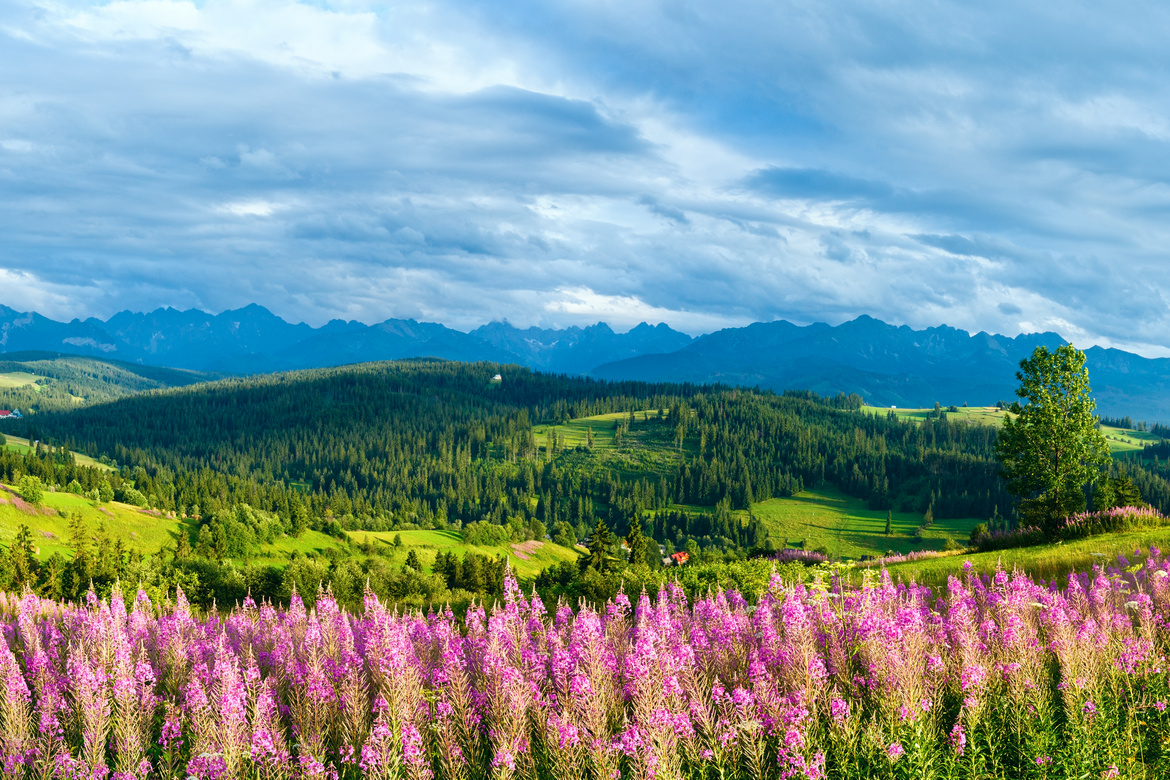 Letnia panorama Tatr w Tatrzańskim Parku Narodowym