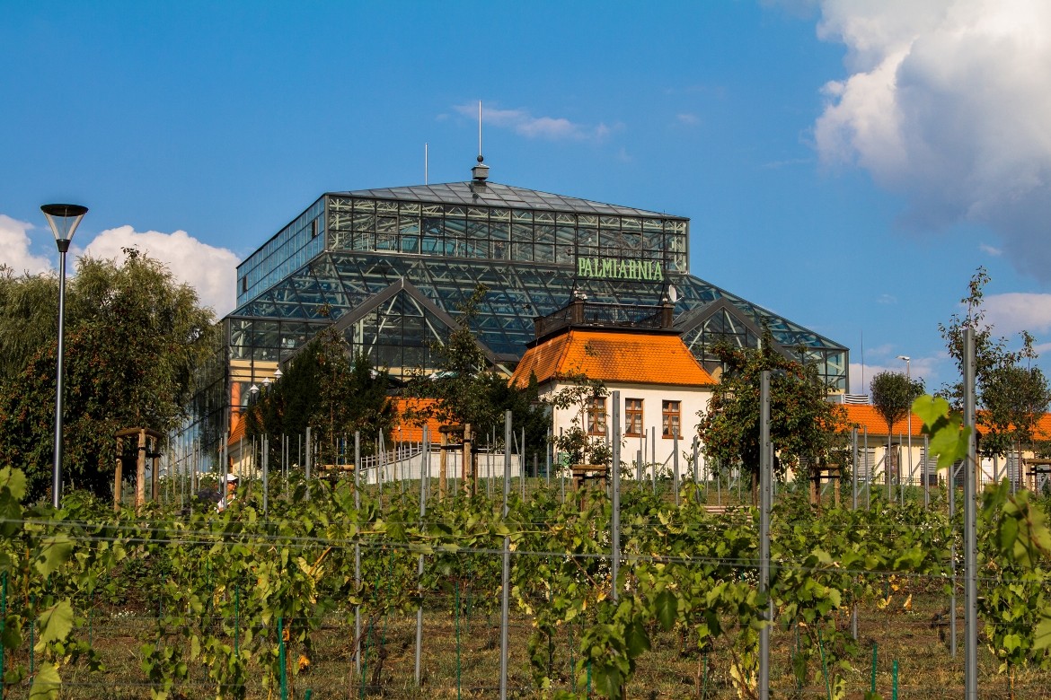 Zielona Góra, Palmiarnia