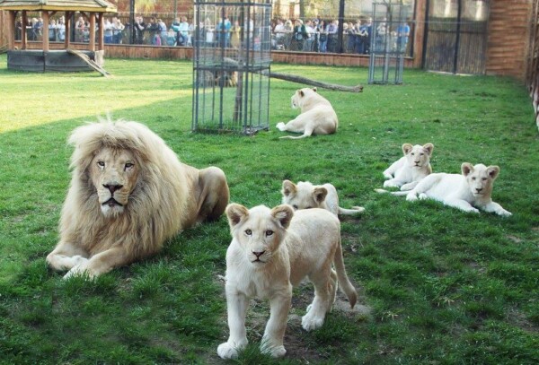 białe lwy w safari Borysew