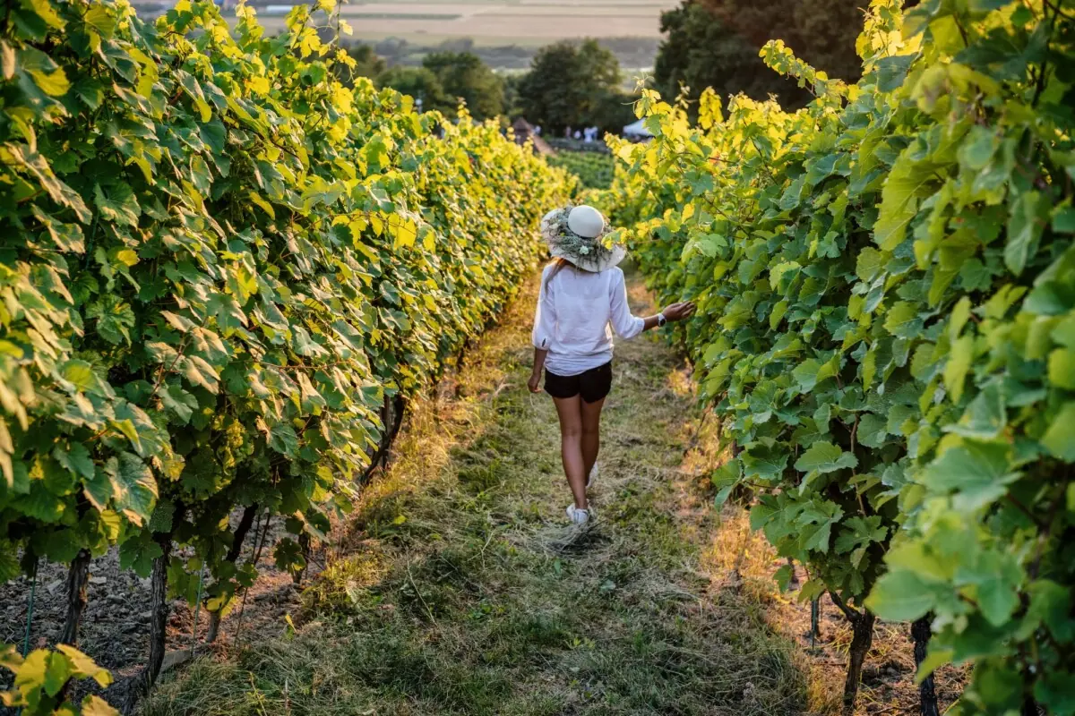 Enoturystyka w Polsce