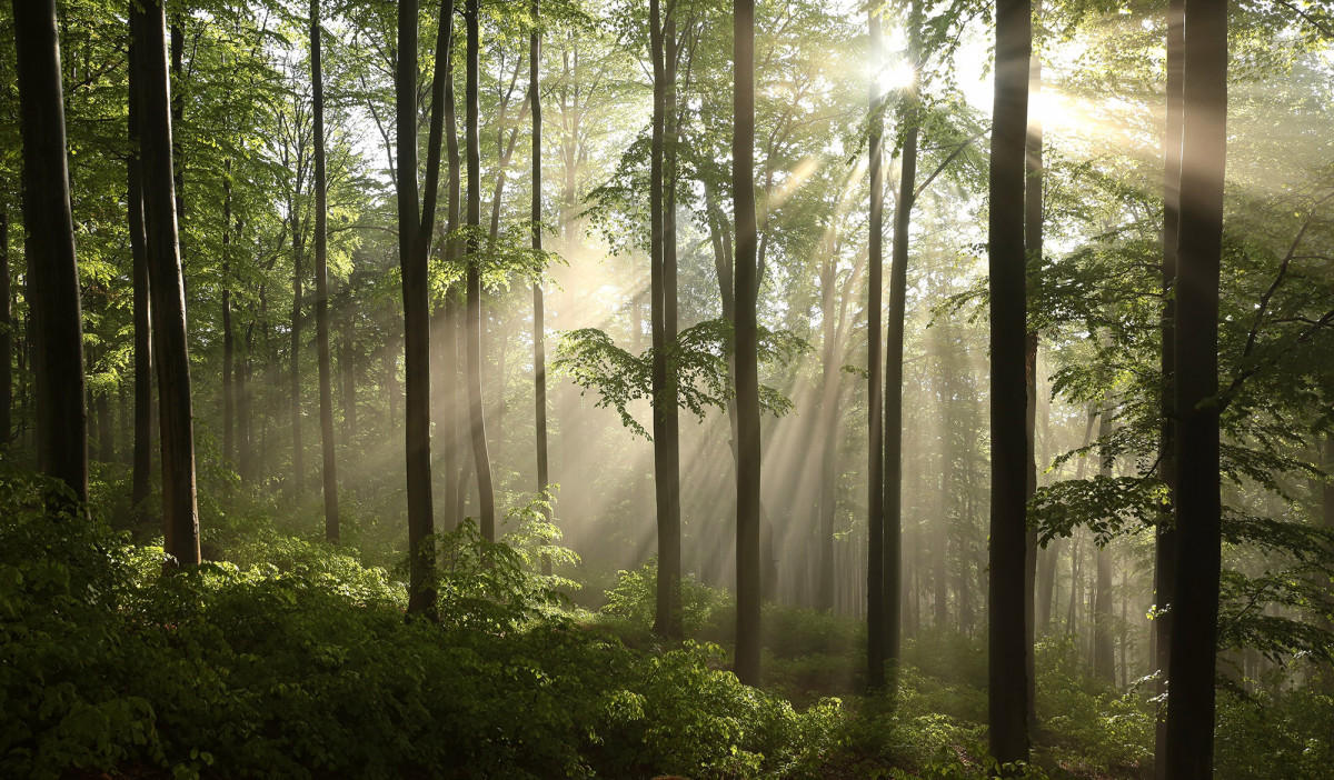 Pradawne i pierwotne lasy bukowe Karpat