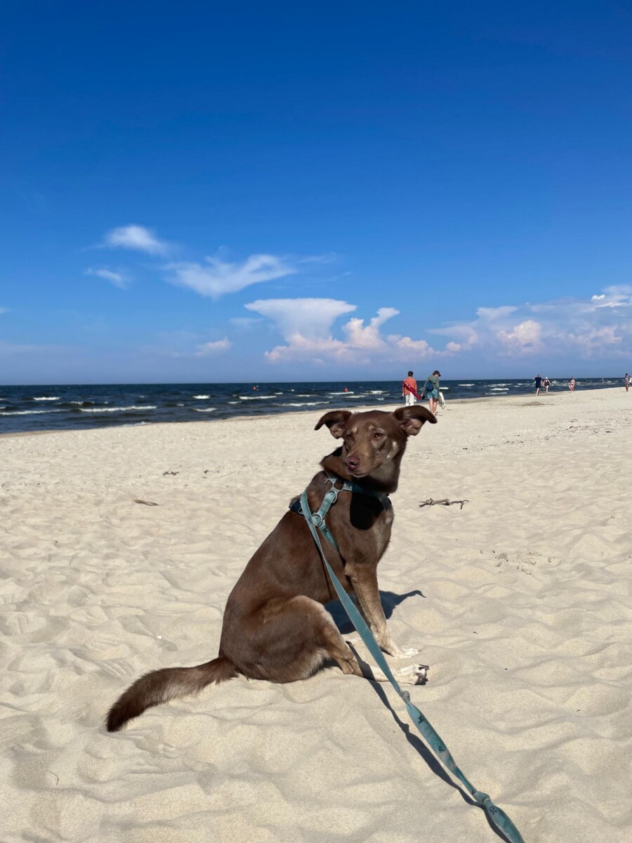 Pies na plaży