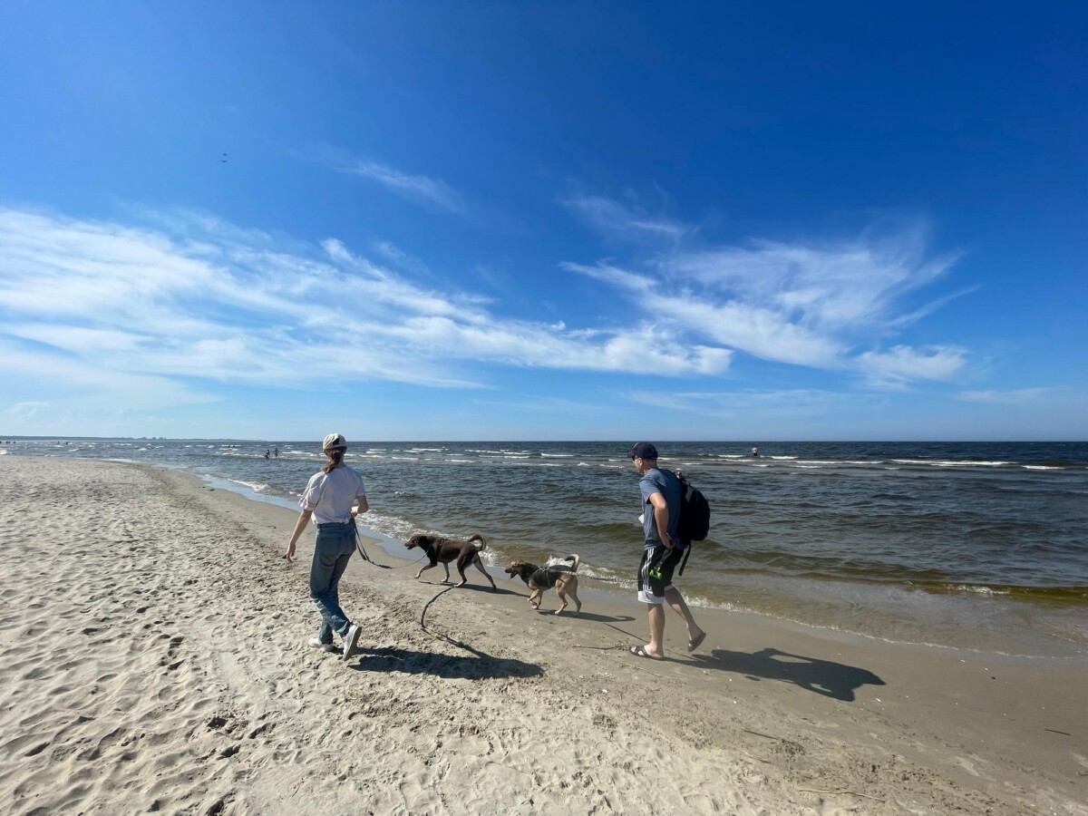 Pies na plaży