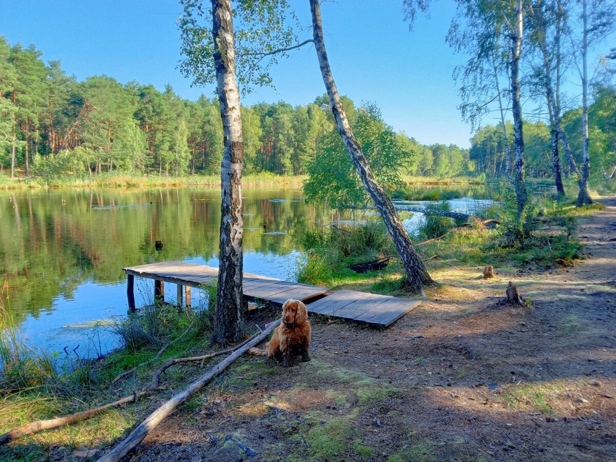 Pies nad wodą