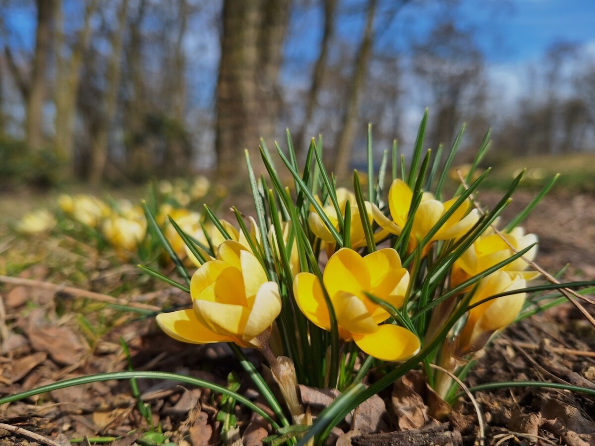 Śląski Ogród Botaniczny, źródło: https://www.facebook.com/SlaskiOgrodBotaniczny