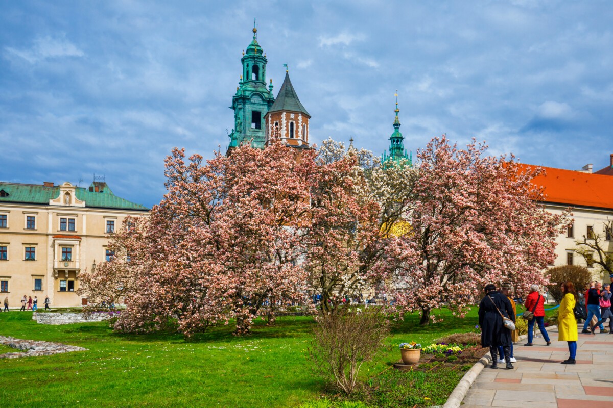 Kraków, magnolie na Wawelu