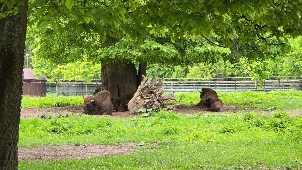 Białowieski Park Narodowy, Rezerwat Pokazowy Żubrów; fot. Anna Ochnik