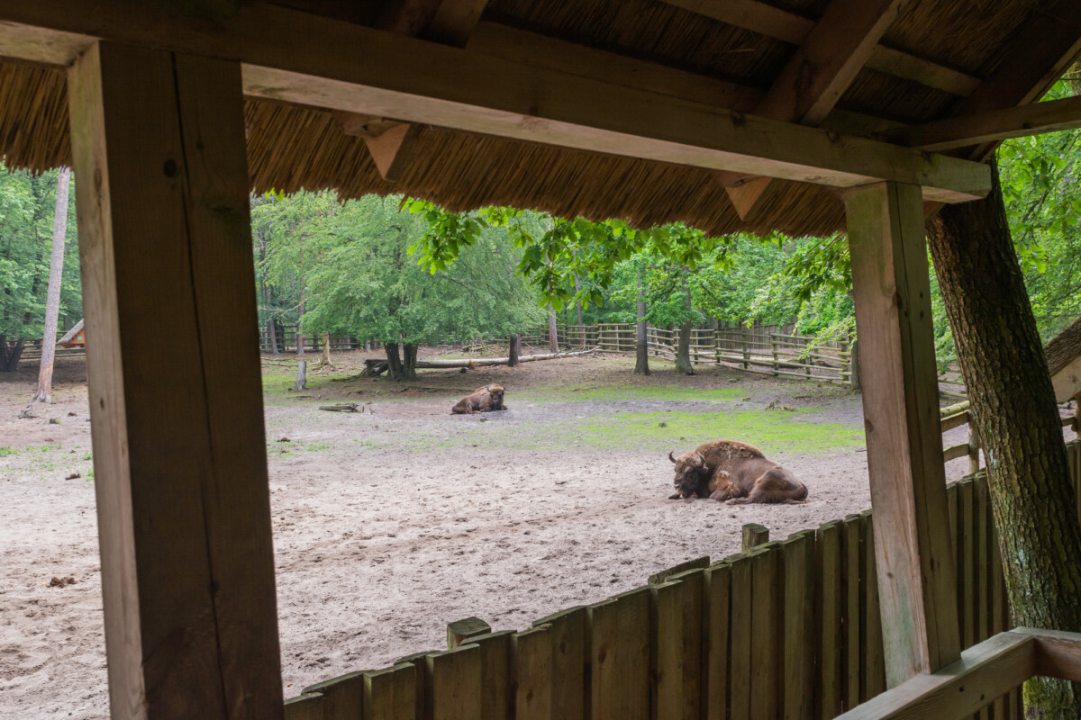 Woliński Park Narodowy – Pokazowa Zagroda Żubrów