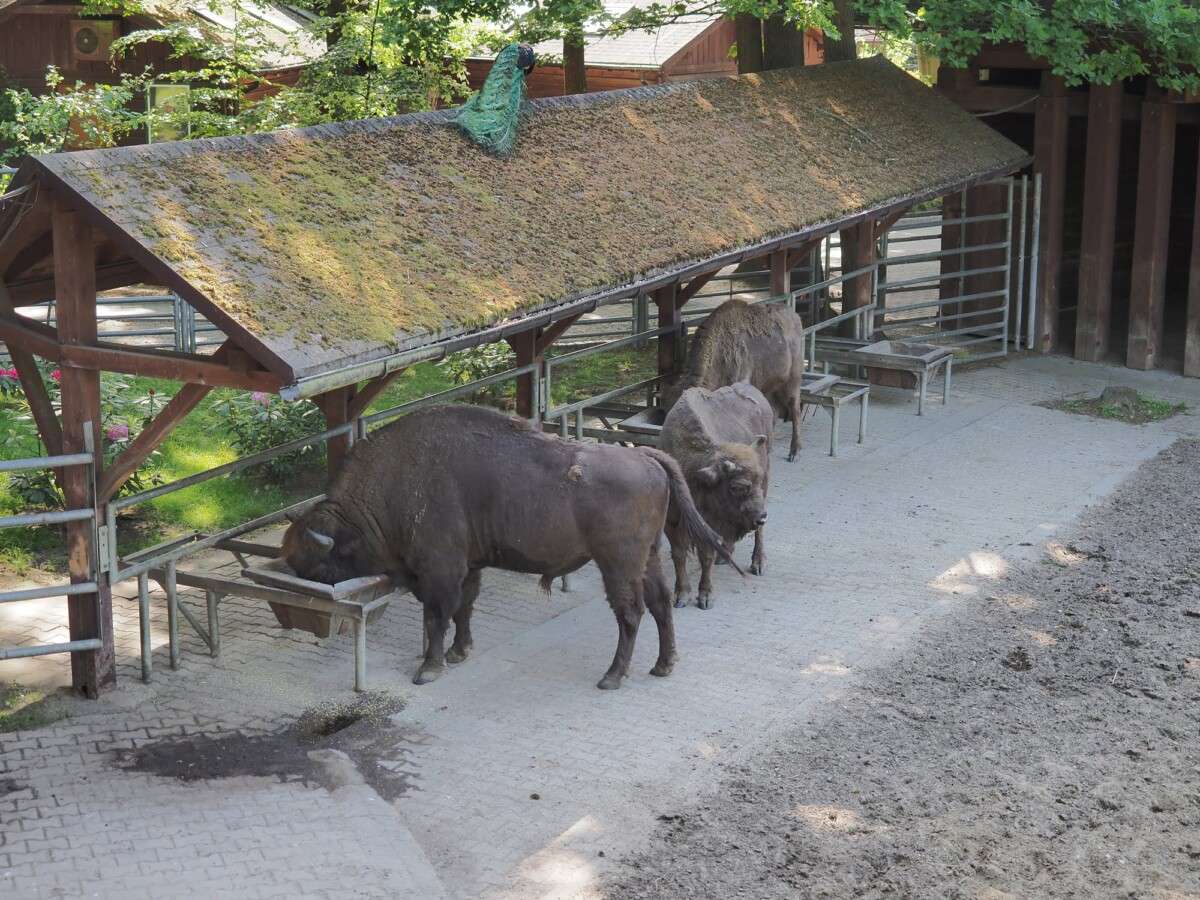 Pokazowa Zagroda Żubrów w Pszczynie